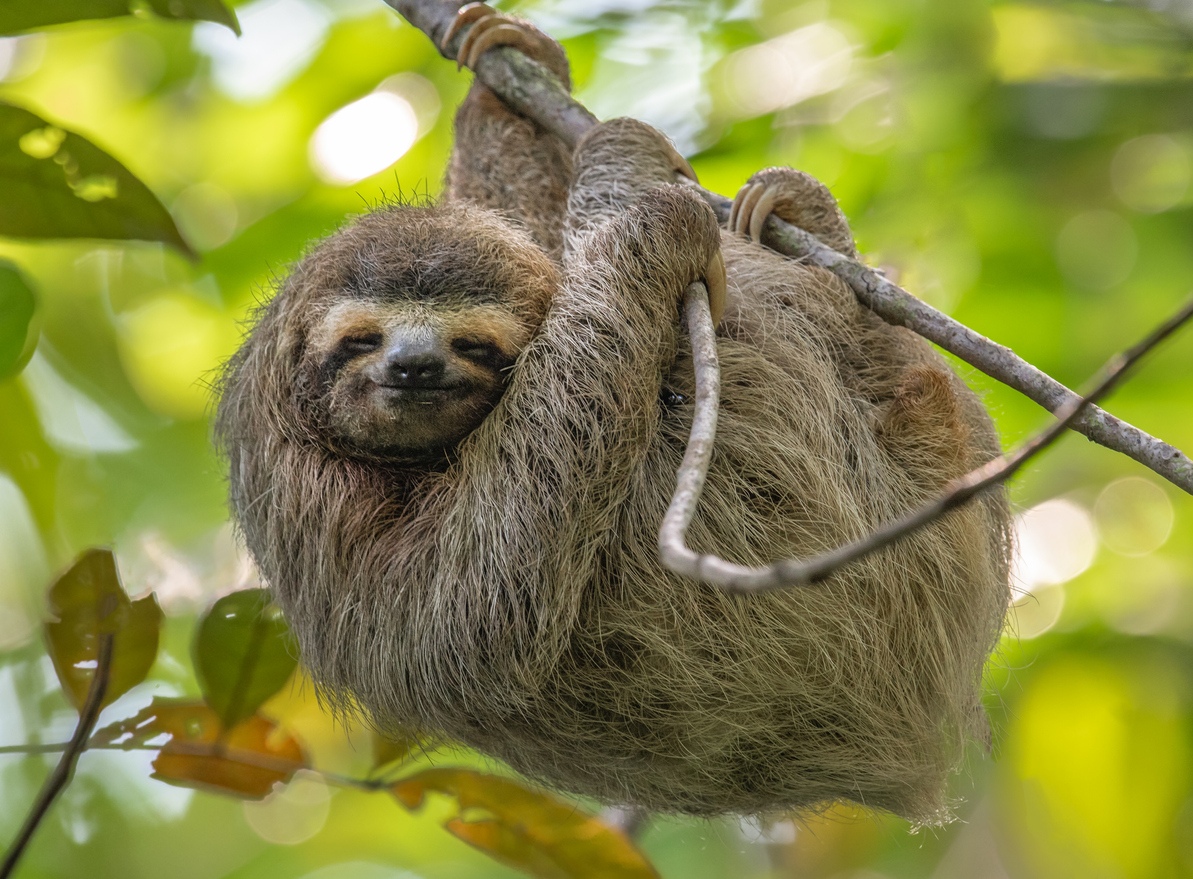 Should You Keep a Sloth As a Pet?  