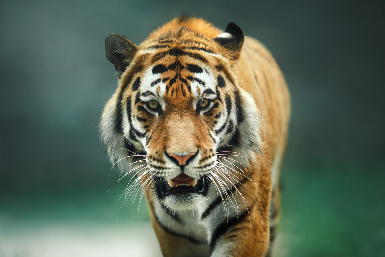 Is It Legal To Own a Pet Tiger in Texas?