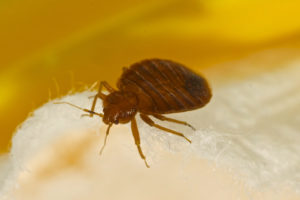 How Stephens Law Can Help If You’ve Sustained Bed Bug Injuries in Fort Worth, TX
