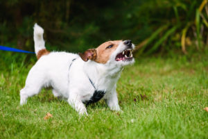 Dog Attack What Happens if a Dog Bites Someone on Your Property in Fort Worth?