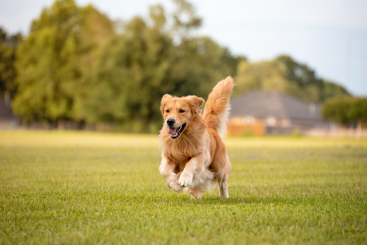 What To Do if a Dog Attacks You: Understanding Your Legal Rights