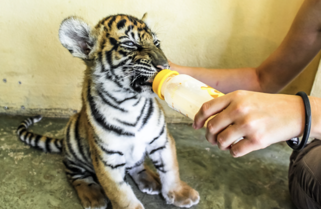 5 Popular Animals That Are Illegal as Pets in Texas: A Guide for Pet Enthusiasts